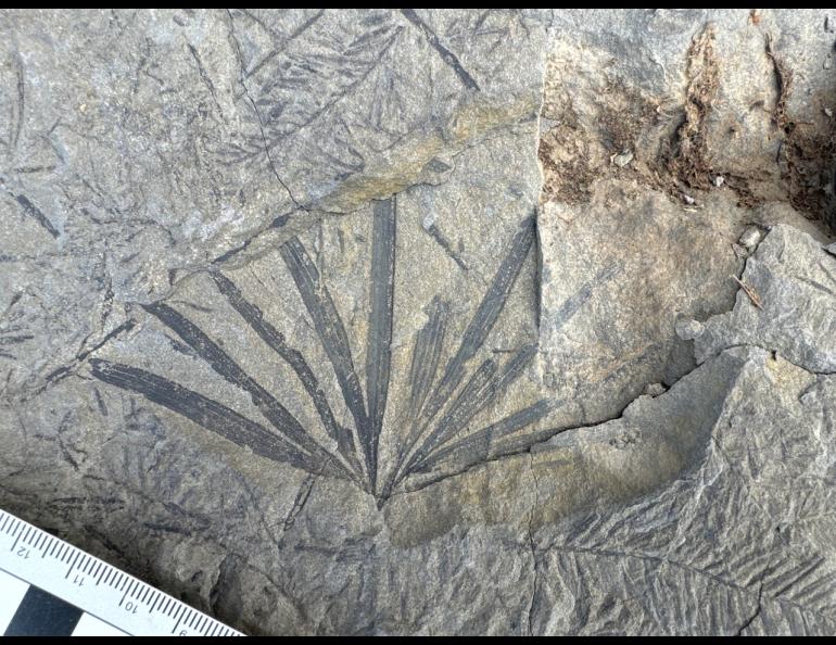 The lost world of northern dinosaurs | Geophysical Institute